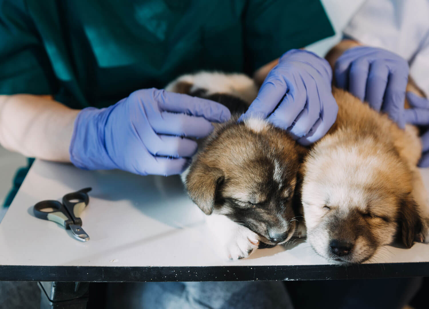 Pets-and-pet-care